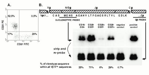 Figure 1. (A) The distribution of cells expressing CD57 and CD28 within the CD8+ T cell population from a healthy CMV seropositive adult. (B) From the TCR β chain of a Vβ17+ pp65 peptide 69-specific CTL clone of this donor, we designed an oligonucleotide probe based on the nucleotide sequence of the hypervariable region and the ends of the adjoining V and J regions. . / mRNA was extracted from sorted PBMC, and cDNA was synthesised and amplified using a Vβ17-specific primer and a Cβ-specific primer. A positive control sample of cDNA of the original CTL clone and a negative control sample from pooled PBMC of four healthy donors was also amplified at the same time by using the same primers. PCR products were blotted onto a filter, which was first probed with the labelled clonotypic probe. By stripping the filter and reprobing with a conserved constant region-specific probe that detects all TCRs, it was possible to calculate the relative abundance of clonotype sequence compared to the total sequence within Vβ17.