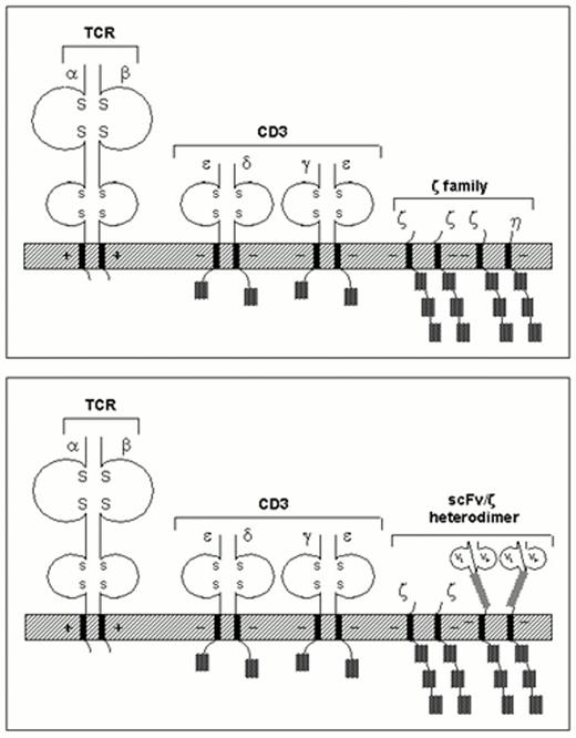 Figure 1. Structure of the TCR complex (top), and chimeric receptor expressed as part of that complex. Details are given in the text.