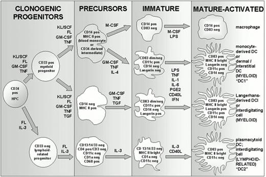 Figure 2. Hematopoietic development of human dendritic cells. . / All human DCs develop originally from CD34+ hematopoietic progenitor cells (HPCs) from either bone marrow, cord blood, or cytokine-elicited peripheral blood stem cells. Expansion is supported in vitro by factors like FLT-3-ligand (FL; c-fms-like tyrosine kinase ligand) and c-kit-ligand or stem cell factor (KL/SCF), with additional contributions from either granulocyte-macrophage colony stimulating factor (GM-CSF) or interleukin 3 (IL-3). GM-CSF supports myeloid DC expansion and differentiation, whereas IL-3 supports that of lymphoid-related DCs (also called plasmacytoid DCs, or IPCs, for natural interferon producing cells). Tumor necrosis factor-alpha (TNF) exerts pleiotropic effects, recruiting transferrin receptor positive CD34+ HPCs into cell cycle, at least partially suppressing G-CSF and M-CSF receptors early in CD34+ HPC differentiation, and later supporting terminal DC maturation. Additional cytokines like interleukin 4 (IL-4) and transforming growth factor-beta 1 (TGF) suppress CD14+ macrophage differentiation, and IL-4 is especially useful in this respect. TGF supports the differentiation of Langerhans cells (LCs), instead of dermal/interstitial DCs (DDC/IDCs). DDC/IDCs and monocyte-derived DCs (moDCs) are considered comparable progeny, with development of the former defined from CD34+ HPCs via a CD14+ bipotential intermediate and development of the latter defined from peripheral blood monocytes. Pertinent to approaches that require dividing cells for introducing antigen, like some forms of gene transfer, it should be noted that DC precursors as represented here are no longer in cell cycle. Note also that immature DCs require some form of terminal maturation and activation stimulus in order not to revert to an immature state or to an alternative differentiation pathway, usually supplied in vivo by bacterial products like lipopolysaccharide (LPS) or reactive T lymphocyte, but mimicked in vitro by certain cytokines as shown (including interleukin 1, IL-1; interleukin-6, IL-6; prostaglandin E2, PGE2; interferon-alpha and beta, IFN; CD40-ligand, CD40L). CD83 remains the best available marker of terminally matured DCs, and it is never expressed by committed macrophages. Additional maturation/activation epitopes are discussed in the text. Note that not all mature/activated LCs continue to express Langerin, but none of the DDC/IDCs or moDCs express this antigen. CD1a does not discriminate between LCs and DDC/IDC/moDCs, as it is expressed by all myeloid DC types.