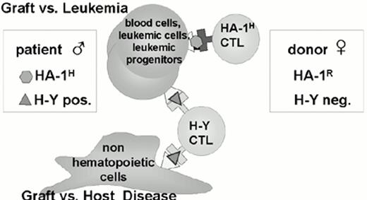 Figure 5. HA-1 is hematopoietic system-restricted; H-Y is ubiquitously expressed.