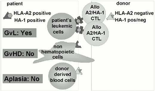 Figure 6. Adoptive immunotherpay with CTLs specific for “allo HLA/HA-1-specific ligand” in HLA-mismatched SCT.