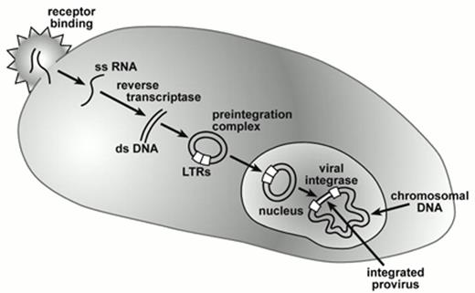 Figure 1. Gene transfer by retroviral vectors. . / Vector and cellular interactions are mediated by the viral envelope and cell surface receptors after which the diploid RNA genome is released into the cytoplasm as single-stranded (ss) RNA. Conversion into double-stranded complimentary DNA occurs through action of viral reverse transcriptase leading to formation of a circular double-stranded DNA intermediate as part of the pre-integration complex. This pre-integration complex reaches the nucleus either during mitosis in the case of oncoretroviral vectors or by direct nuclear transmigration in the case of lentiviral vectors. Subsequent integration of the proviral genome into chromosomal DNA is mediated by viral integrase. The long terminal repeats (LTRs) that contain transcriptional control and RNA processing signals, flank the integrated vector encoded genes and modulate their expression. / Abbreviations: LTRs, long terminal repeats