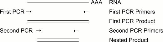Figure 1. Nested PCR.