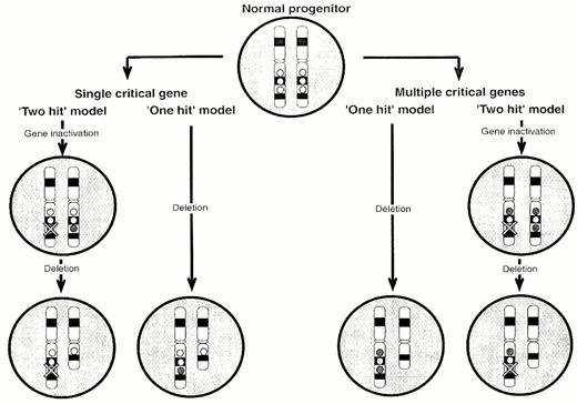 Figure 2. Potential mechanism of the pathogenesis of 20q deletions. . / Circles represent genes on 20q. If there is a single target gene on 20q (hatched circle), it may be necessary for both copies to be lost/inactivated (`two-hit' model). Alternatively, loss of a single copy (haplo-insufficiency) may be adequate to produce a phenotypic effect (`one-hit' model). If there is more than one target gene, the `one-hit' model would entail haplo-insufficiency for two or more genes, perhaps scattered over a large distance of the chromosome. In contrast, the `two-hit' model would involve bi-allelic inactivation of at least one of the target genes.