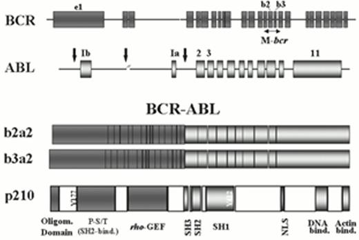 Figure 1. Structure of the genomic BCR and ABL loci with their respective breakpoint cluster regions (M-bcr in BCR and those indicated by vertical arrows in ABL), of the chimeric BCR-ABL mRNA transcripts (with b3a2 or b2a2 junctions), and of the p210BCR-ABL fusion protein characteristic of chronic myelogenous leukemia (CML). / Some of the important functional domains of this protein are illustrated, such as the oligomerization domain, the tyrosine 177 (Grb-2 binding site), the phospho-serine/threonine (P-S/T)-rich SH2-binding domain and the rho-GEF (dbl-like) domain on the Bcr portion; and the regulatory src-homology regions SH3 and SH2, the SH1 (kinase domain) with its main site of autophosphorylation (Y412), the nuclear localization signal (NLS), and the DNA- and actin-binding domains in the Abl moiety. Several of these domains may be targeted therapeutically with the objective of inhibiting the transforming activity of the Bcr-Abl oncoprotein.