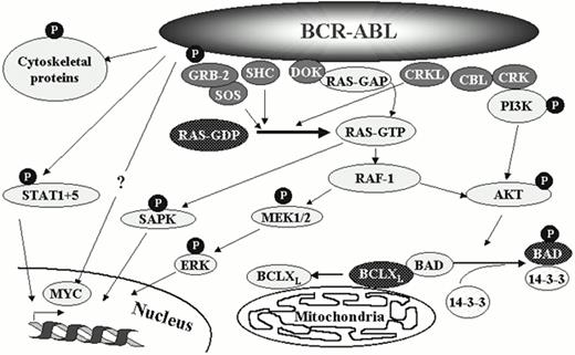 Figure 2. Pathways involved in Bcr-Abl signalling. . / A large number of Bcr-Abl substrates and associated proteins have been identified, a selection of which are shown here. For some of these both the active (solid) and the inactive (punctuated) forms are illustrated. Inhibition of individual pathways by targeting proteins downstream of Bcr-Abl (e.g. Grb-2, Ras, PI-3 kinase) may be effective to suppress individual aspects of the CML cell phenotype, although the redundancy of the system may work against the therapeutic success of such strategies.
