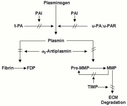 Figure 1. Schematic representation of the plasminogen (fibrinolytic) system. / The proenzyme, plasminogen, is converted to the active enzyme plasmin by tissue-type plasminogen activator (t-PA) or by urokinase-type plasminogen activator (u-PA), which binds to a cellular u-PA receptor (u-PAR). Plasmin degrades fibrin and can convert latent matrix metalloproteinases (pro-MMPs) into active MMPs, which in turn degrade extracellular matrix (ECM). Pro-MMPs may also be activated directly by u-PA, or by other MMP. t-PA mediated plasminogen activation is primarily involved in fibrin homeostasis, while plasmin generation via u-PA, complexed with u-PAR plays a role in tissue remodeling. Inhibition may occur at the level of the plasminogen activators by plasminogen activator inhibitors (mainly PAI-1 and possibly PAI-2), at the level of plasmin by α2-antiplasmin and at the level of the MMPs by tissue inhibitors of MMP's (TIMPs).