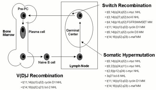 Figure 1. Chromosome translocations mediated by B cell specific mechanisms. / Errors in any of three developmentally regulated B cell specific DNA modification processes can mediate IgH or IgL translocations. V(D)J recombination is involved in receptor formation and editing in early B cells in the bone marrow, whereas most IgH switch recombination and all somatic hypermutation occurs in germinal center B cells. Examples of specific translocations mediated by these three mechanisms are indicated. As indicated by the 3q27 bcl-6 NHL notation in this diagram, the bcl-6 oncogene is subject to somatic hypermutation, which can cause either mutations that dysregulate or structurally alter this gene, or double-stranded breaks that can mediate translocations that do not involve an Ig locus.