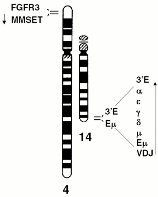 Figure 4. Dysregulation of FGFR3 and MMSET by t(4;14)(p16.3;q32) in multiple myeloma. / A) The relative positions of the FGFR3 and MMSET genes, both of which are dysregulated by the t(4;14) translocation, are depicted on chromosome 4p16.3, near the telomere. Similarly, the organization of the IgH locus, including the intronic enhancer (Em) and the 3′ enhancer (3′E), are depicted at 14q32 near the telomere. The arrows indicate the transcriptional orientation of the MMSET gene and the IgH locus, both toward the centromere. / B) A translocation into switch regions (a hybrid mu/gamma switch region in this case) separates the two enhancers. The more telomeric Em segregates to der(4), dysregulating MMSET. The telomeric region of chromosome 4, containing FGFR3, segregates to der(14), where it is dysregulated by the powerful influence of the 3′ E. Promoter sites (P) are noted, with the size of the arrowhead indicating the direction and amount of transcription. Exons are represented by boxes, that are joined by RNA splicing as indicated by thin lines. See text for additional details.
