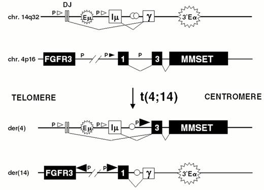 Figure 4. Dysregulation of FGFR3 and MMSET by t(4;14)(p16.3;q32) in multiple myeloma. / A) The relative positions of the FGFR3 and MMSET genes, both of which are dysregulated by the t(4;14) translocation, are depicted on chromosome 4p16.3, near the telomere. Similarly, the organization of the IgH locus, including the intronic enhancer (Em) and the 3′ enhancer (3′E), are depicted at 14q32 near the telomere. The arrows indicate the transcriptional orientation of the MMSET gene and the IgH locus, both toward the centromere. / B) A translocation into switch regions (a hybrid mu/gamma switch region in this case) separates the two enhancers. The more telomeric Em segregates to der(4), dysregulating MMSET. The telomeric region of chromosome 4, containing FGFR3, segregates to der(14), where it is dysregulated by the powerful influence of the 3′ E. Promoter sites (P) are noted, with the size of the arrowhead indicating the direction and amount of transcription. Exons are represented by boxes, that are joined by RNA splicing as indicated by thin lines. See text for additional details.