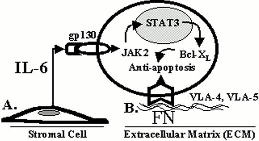Figure 7. A. Soluble tumor micro-environment interactions (IL-6). B. Direct interaction with tumor micro-environment fibronectin (FN).
