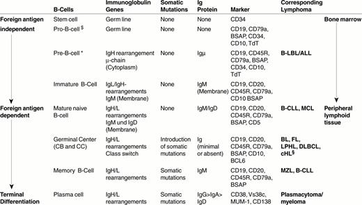 B-Cell Development and the corresponding lymphomas derived at each stage.