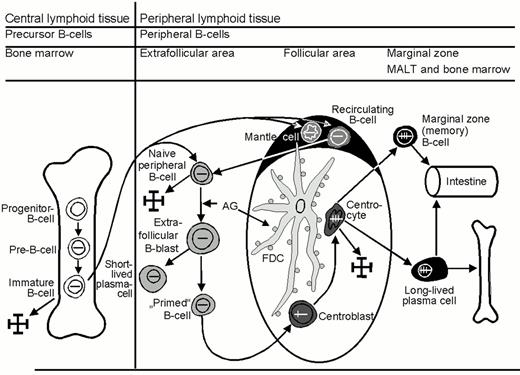 Figure 1. Events in B-cell development. / The development and maturation process of B cells begins in the bone marrow. Here, the “pre-B cell” arises from the “progenitor (Pro) B cell” following rearrangement of the immunoglobulin heavy chain gene (symbolized with horizontal lines in black). Subsequently, rearrangement of the light chain genes occurs resulting in the expression of the whole immunoglobulin molecule on the cell surface, serving as an antigen receptor. With the production of this “immature” B cell, the initial phase of B-cell development is, thereby, completed. The “immature” B cell is so defined since it is unable to initiate an immune response following the presentation of a foreign antigen. The B-cell attains this ability only on leaving the bone marrow, passing through the blood stream and entering the peripheral lymphoid tissue. Here, the B cell migrates to the outer region of the lymph node in the “primary” follicles and, later, to the follicle mantles. This differentiation step is associated with the additional expression of IgD. These IgM+/IgD+ B cells are known as “naive mature B-cells”. When these cells come into contact with antigen (AG), which can bind to their immunoglobulin molecules, they transform into proliferating extrafollicular B blasts, from which short-lived plasma cells and “antigen-induced” or “primed” B cells are derived. These “primed” B cells initiate and maintain the germinal center reaction, during which they transform into rapidly proliferating centroblasts. During the mitotic proliferation and differentiation of the centroblasts into centrocytes, somatic mutations in the variable region of the immunoglobulin genes are inserted in a randomized manner (the mutations are represented by vertical lines). The centrocytes with advantageous mutations (i.e. those which lead to an increase in the affinity of the immunoglobulin receptor) differentiate further, passing out of the germinal centre into long-lived plasma cells or into “memory” B cells. The latter remain in the marginal zone. FDC, folicular dendritic cell; , apoptosis. / As a result of the differentiation phases of B-cells and of the somatic mutation process, 3 major different mature forms of B-cells can be identified:. / • Naive mature B-cells (recirculating and sessile subtypes). / • Germinal center B-cells (centroblasts and centrocytes). / • Post germinal center B-cells which include memory B cells and long-lived plasma cells. / From all of these different B-cell forms, malignant B-cell lymphomas arise, which distinguish themselves clinically and which are characterized in their biological behavior not only by the transformation event but also by the inherent characteristics of the cell of origin. Classical Hodgkin lymphomas, in which the phenotypical and clinical features are predominantly determined by the transformation event, are an exception to this rule.