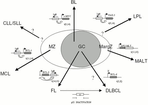 Figure 5. Model of B-cell non-Hodgkin's lymphoma (NHL) histogenesis and pathogenesis. / A lymphoid follicle, constituted by the germinal center (GC) and the mantle zone (MZ), is represented together with the surrounding marginal zone (MargZ). Based on the absence or presence of IgV somatic mutations, B-cell NHL can be distinguished into two broad histogenetic categories: i) pre-GC derived NHL, lacking IgV mutations and including mantle cell lymphoma (MCL); ii) B-cell NHL derived from a cell that transited through the GC and harboring mutated IgV genes, exemplified in the figure by follicular lymphoma (FL), lymphoplasmacytic lymphoma (LPL), MALT lymphoma, diffuse large B-cell lymphoma (DLBCL) and Burkitt lymphoma (BL). In B-cell chronic lymphocytic leukemia/ small lymphocytic lymphoma (CLL/SLL), the presence of somatically mutated IgV genes in >50% of the cases also suggests a derivation from a GC experienced B cell.49 For each category, the arrow indicating the histogenetic origin is flanked by the genetic lesion most frequently associated with the lymphoma. In CLL/SLL, as well as in a subset of DLBCL, the relevant cancer related gene has not been identified.