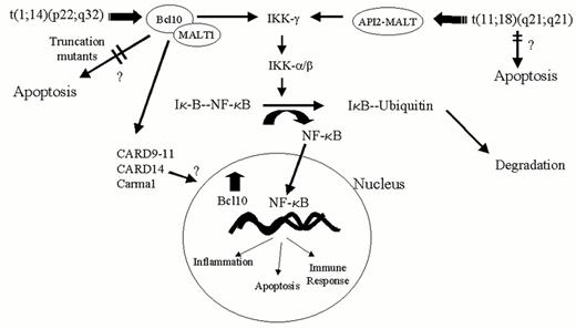 Figure 1. An improved understanding of the paracaspase MALT1 has brought clarity to the mechanisms underlying the molecular biology of MALT lymphomas. / When bcl10 expression is increased by translocation, it binds to its normal partner, MALT1 and together they increase the activity of IK kinase, resulting in the increased translocation of NF-κB into the nucleus. Alternatively, this same pathway can be activated by the novel fusion, API2-MALT1, which does not require bcl10. Therefore, both the t(1;14) resulting in deregulation of bcl10 and the t(11;18) resulting in a novel fusion API2-MALT1 appear capable of activating IK kinase, which leads to the phosphorylation and subsequent degradation of IκB and translocation of NF-κB into the nucleus. NF-κB induces the transcription of a number of different genes, including those involved in inflammation, cell viability and the immune response. Although both translocations were thought to promote lymphomagenesis by directly inhibiting apoptosis, this now seems less likely. However, this does not preclude that both translocations may affect the apoptotic signaling pathway indirectly by altering downstream apoptotic events resulting from increased nuclear NF-κB.0
