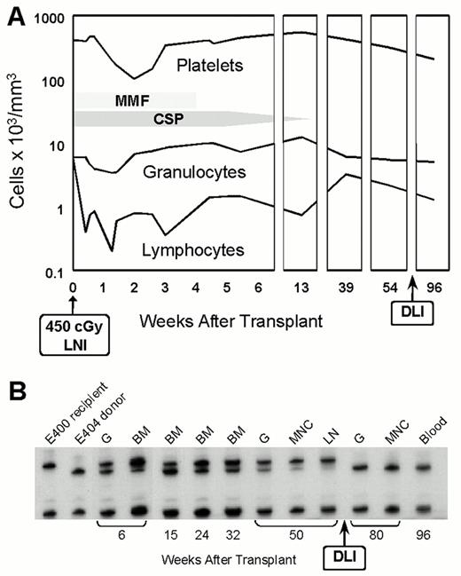 Figure 2. (A) Peripheral blood granulocyte, platelet, and lymphocyte changes in dog E400 conditioned with 450 cGy lymph node irradiation (LNI) and given a marrow graft from a DLA-identical littermate on day 0, followed by postgrafting MMF/CSP for 4 and 14.3 weeks, respectively.12. / (B) Results of testing for microsatellite markers of donor and recipient cells before transplantation (left) and recipient cells after marrow transplantation (right). / Abbreviations: G, granulocytes; BM, bone marrow; MNC, mononuclear cells; LNI, lymph node irradiation; DLI, donor lymphocyte infusion; CSP, cyclosporine; MMR, mycophenolate mofetil