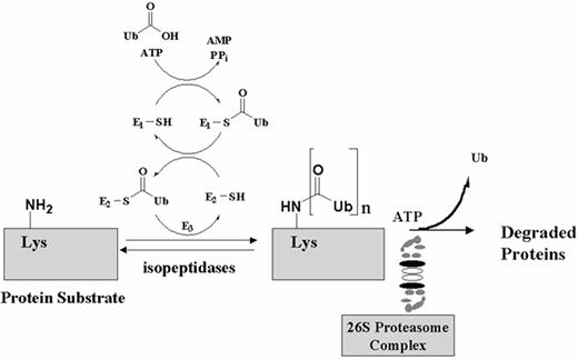 Figure 10. The ubiquitin-proteasome pathway. / The proteasome is a multicentric protease complex that plays a pivotal role in cellular protein regulation. In order for a protein to be suitable for degradation, it must first be adorned with ubiquitin. The ubiquitin-proteasome pathway plays a critical role in the degradation of intracellular proteins involved in cell cycle control and tumor growth.