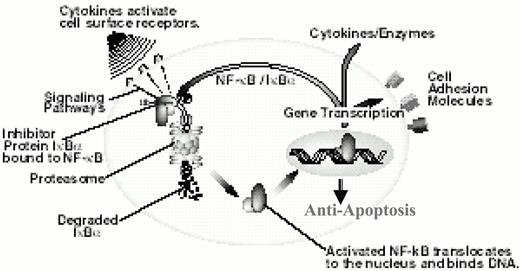 Figure 11. PS-341 is a specific and selective inhibitor of the 26S proteasome. / NF-κB is activated when the proteasome degrades the inhibitor protein 1κBa resulting in downregulation of multiple gene products. NF-κB plays a role in maintaining cell viability through the transcription of inhibitors of apoptosis. PS-341 can block activation of NF-κB, which may induce apoptosis and also make cells more sensitive to a variety of chemotherapy agents.