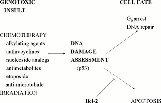Figure 4. Targeting Bcl-2 may promote apoptosis following chemotherapy and irradiation.