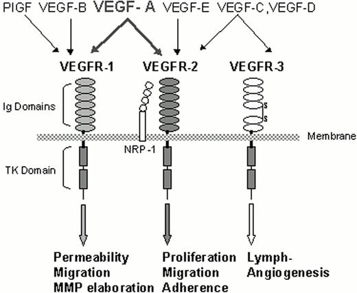 Figure 6. Interaction of vascular endothelial growth factor (VEGF) family members with their cognate receptors on endothelial cells. / The VEGF receptors harbor seven extracellular immunoglobulin (Ig)-homology domains. The fifth Ig domain of VEGFR-3 is cleaved after biosynthesis to yield a stable disulfide bond linking the Ig subunits. VEGFR-1 and VEGFR-2 initiate signals essential to the angiogenic response, whereas VEGFR-3 regulates lymph angiogenesis. NRP-1 (neuropilin-1) binds to the carboxy-terminal sequence of VEGF165 to enhance binding of the angiogenic molecule to the VEFGR-2 receptor. / Abbreviations: TK, tyrosine kinase; MMP, matrix metalloproteases; PIGF, placental growth factor.