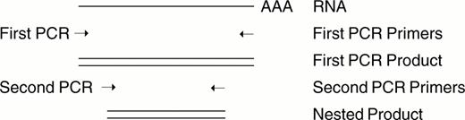 Figure 1. Nested PCR.