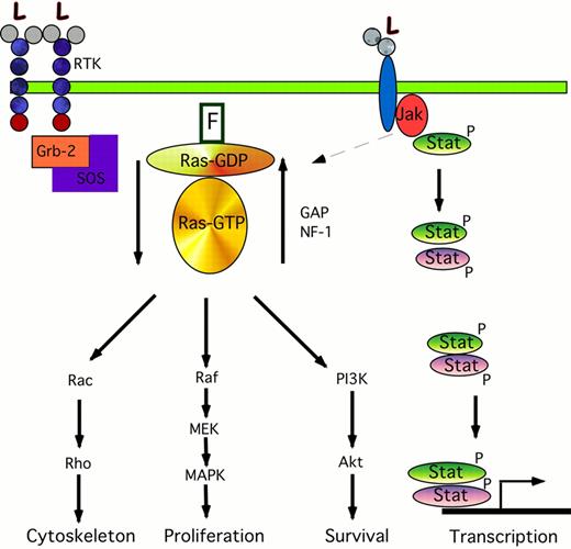 Radich Figure 4 (Appelbaum et al). Signal transduction pathways involved in acute myeloid leukemia (AML). / The cartoon on the left shows the signaling transduction pathway from the RTK through ras. Binding of ligand (L) to the RTK causes phosphorylation of Grb-2, which forms a complex with the nucleotide exchange protein SOS. The interaction of Grb-2/SOS with the farnesylated (F) ras protein causes ras-GDP to become activated to ras-GTP. This in turn phosphorylates and activates Rac, Raf, and the PI3K pathways leading to changes in cytoskeletal organization, proliferation, and anti-apoptotic pathways. The activated ras-GTP is inactivated by GAP and NF-1. The cartoon on the right shows the Jak/STAT pathway. Ligand binding causes phosphorylation of Jaks; these in turn may activate the ras pathway (dotted arrow), and phosphorylate Stats. These Stats form either homodimers with like Stats (green ovals) or form heterodimer complexes with other members of the Stat family (purple ovals). These dimers translocate to the nucleus where they activate the transcription of specific gene targets.