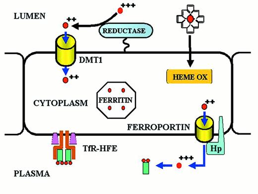 Kushner Figure 2 (Brittenham et al). Iron transport across the absorptive enterocyte. / Iron is presented to the enterocyte in the lumen of the gut, either as inorganic ferric iron or as heme iron. / Ferric iron is reduced to ferrous iron by a membrane-bound reductase with high homology to cytochrome b561.35,36 Ferrous iron is then transported across the apical membrane of the enterocyte by a divalent metal transport channel (DMT1).37,38 Heme is passively transferred across the absorptive surface of the enterocyte, and heme iron is liberated by heme oxygenase (HEME OX). Iron is transported across the basolateral membrane of the enterocyte by a transmembrane ferrous iron transporter (FERROPORTIN)39-41 that acts in concert with a membrane-bound multicopper ferroxidase designated hephaestin (Hp).42 A minor pathway of transport across the basolateral membrane of the enterocyte utilizes ferroportin and the plasma multicopper ferroxidase ceruloplasmin. Both hephaestin and ceruloplasmin oxidize ferrous iron to ferric iron. Ferric iron is then bound to transferrin of delivery to cells expressing transferrin receptors. The amount of iron transported from the lumen of the gut to the plasma is “programmed” when the enterocyte resides in the crypt regions of intestinal villi in the duodenum and proximal jejunum. Programming is regulated by the diferric transferrin-transferrin receptor (TfR)-HFE complex on the basolateral membrane of the crypt cell. Programmed crypt cells then migrate to the villus tip where iron absorption occurs. The mechanism by which programming occurs remains unknown. Mutations affecting DMT1 and hephaestin cause impaired iron absorption in rodents,10 but a recently discovered mutation (presumably a gain-of-function mutation) in the ferroportin gene leads to iron overload in humans.43