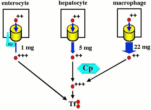 Figure 3 (Brittenham et al). The mammalian iron cycle. / Dietary iron enters the cycle via the absorptive enterocyte. Iron absorbed from the gut lumen is transferred to plasma, bound to circulating apo-transferrin (Tf) and utilized by cells expressing transferrin receptors, mainly red cell precursors. Circulating red cells have a lifetime of approximately 120 days after which they are ingested by tissue macrophages. Heme oxygenase expressed in the macrophage liberates iron from heme, and the iron is recycled to plasma where it again binds to circulating apo-transferrin. Some fraction of dietary and macrophage recycled iron is deposited for storage in hepatocytes as ferritin-bound iron. Hepatocyte iron can be mobilized and returned to the circulation. CP, ceruloplasmin; Hp, hephaestin. For other symbols see Figure 2.