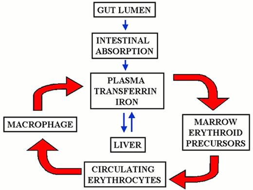 Kushner Figure 4 (Brittenham et al). Contributions to the circulating iron pool. / Plasma iron turnover is driven by the demand for transferrin iron by erythroid precursors. The principal source for internal iron exchange is the reticuloendothelial cell followed by the parenchymal cell and finally the absorptive enterocyte.44-46
