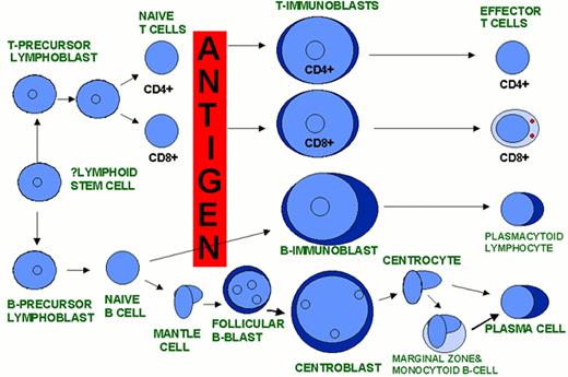 Harris Figure 10. Hypothetical scheme of lymphocyte differentiation. . / 10A. A postulated common lymphoid stem cell gives rise to both B and T-cell lines. Antigen-independent differentiation results in mature, naïve T and B cells that are capable of responding to antigen that binds to their surface antigen receptors (T-cell receptor or surface immunoglobulin (sIg)). Antigen-dependent differentiation results in expanded clones of effector T cells (helper and cytotoxic) and B cells (plasma cells) and memory cells. / 10B. Changes in surface antigen expression characterize stages of T and B-cell differentiation. / 10C. Each stage occurs at a specific anatomic site and architectural location within each lymphoid organ. . / 10D. Many lymphoid neoplasms can be associated with a normal stage of T or B-cell differentiation.
