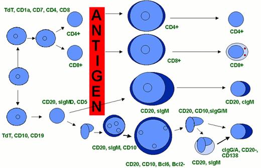 Harris Figure 10. Hypothetical scheme of lymphocyte differentiation. . / 10A. A postulated common lymphoid stem cell gives rise to both B and T-cell lines. Antigen-independent differentiation results in mature, naïve T and B cells that are capable of responding to antigen that binds to their surface antigen receptors (T-cell receptor or surface immunoglobulin (sIg)). Antigen-dependent differentiation results in expanded clones of effector T cells (helper and cytotoxic) and B cells (plasma cells) and memory cells. / 10B. Changes in surface antigen expression characterize stages of T and B-cell differentiation. / 10C. Each stage occurs at a specific anatomic site and architectural location within each lymphoid organ. . / 10D. Many lymphoid neoplasms can be associated with a normal stage of T or B-cell differentiation.