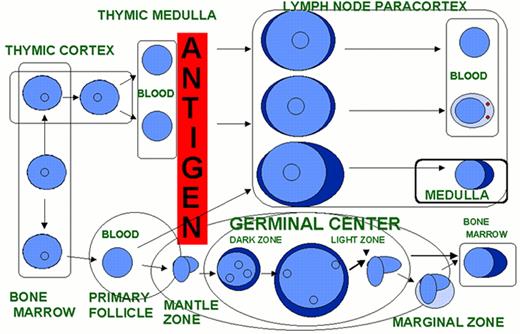 Harris Figure 10. Hypothetical scheme of lymphocyte differentiation. . / 10A. A postulated common lymphoid stem cell gives rise to both B and T-cell lines. Antigen-independent differentiation results in mature, naïve T and B cells that are capable of responding to antigen that binds to their surface antigen receptors (T-cell receptor or surface immunoglobulin (sIg)). Antigen-dependent differentiation results in expanded clones of effector T cells (helper and cytotoxic) and B cells (plasma cells) and memory cells. / 10B. Changes in surface antigen expression characterize stages of T and B-cell differentiation. / 10C. Each stage occurs at a specific anatomic site and architectural location within each lymphoid organ. . / 10D. Many lymphoid neoplasms can be associated with a normal stage of T or B-cell differentiation.