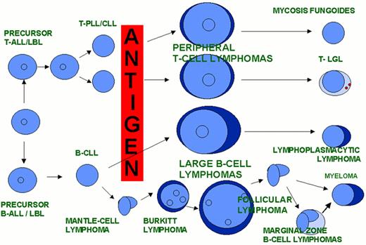 Harris Figure 10. Hypothetical scheme of lymphocyte differentiation. . / 10A. A postulated common lymphoid stem cell gives rise to both B and T-cell lines. Antigen-independent differentiation results in mature, naïve T and B cells that are capable of responding to antigen that binds to their surface antigen receptors (T-cell receptor or surface immunoglobulin (sIg)). Antigen-dependent differentiation results in expanded clones of effector T cells (helper and cytotoxic) and B cells (plasma cells) and memory cells. / 10B. Changes in surface antigen expression characterize stages of T and B-cell differentiation. / 10C. Each stage occurs at a specific anatomic site and architectural location within each lymphoid organ. . / 10D. Many lymphoid neoplasms can be associated with a normal stage of T or B-cell differentiation.