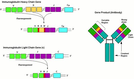 Stein Figure 2 (Harris et al). Events in B-cell receptor gene rearrangement. / Schematic representation of the immunoglobulin gene rearrangement and of the resulting protein. / Abbreviations: V, Variability segment; D, Diversity segment; J, Joining segment; C, Constant region; N(N’), hypervariable regions of variable length and composition.