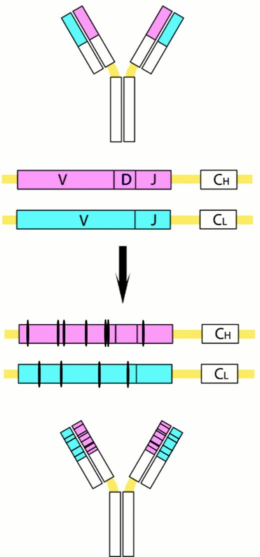Stein Figure 3 (Harris et al). Somatic VH mutations. / This process introduces point mutations and occasional deletions and duplications, especially into the heavy- and light-chain variable-region genes. CH and CL denote the gene segements encoding the constant regions of the heavy and light chains, respectively.
