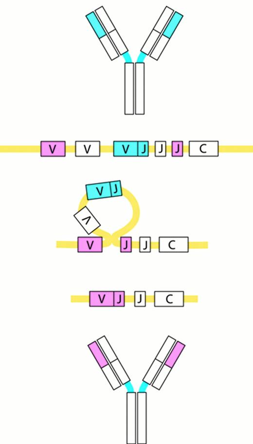 Stein Figure 4 (Harris et al). Receptor editing. / Receptor editing modifies the genes encoding the Ig molecules by a process in which an originally rearranged Ig segment, usually the light chain, is replaced by another one. The “new” light chain gene is generated by a secondary rearrangement of the variable region gene in the light chain loci.