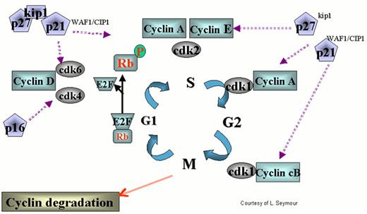 Cheson Figure 7 (Klasa et al). Regulation of the cell cycle by cyclin dependent kinases (cdks). / cdks affect various stages of the cycle by forming complexes with their respective cyclins. The cell cycle begins in G1 during which there is increased synthesis of D-type cyclins that associate with cdks 4 and 6. When the complex is formed, the cdks are activated and then phosphorylate the retinoblastoma (Rb) protein. The latter is necessary to regulate G1 through its restriction point. As the cycle goes through G1, Cyclin E is synthesized and associates with cdk2, which permits the cycle to proceed to S. After cyclin A is synthesized during the G1/S transition phase, it is associated with cdk2 in early S phase and cdk1 in late S phase and early G2. Cyclin B is synthesized late in G2 and M phase and associates with cdk1. The increased cyclins A and B, complexed with cdk1 at the end of M phase, are necessary to move the cell into the next G1 phase. / The action of cyclins/cdks is regulated on multiple levels. For example, along with cyclin synthesis is the process of cyclin degradation. Cyclin/cdk activity is controlled by two families of inhibitors. The first group includes the cyclin and kinase inhibitory proteins (Cip/Kip) p21waf1/cip1, p27kip2 and p57kip2. These appear to function at several points during the cycle inhibiting cdks 4, 6, and 2. p53 helps regulate the cell cycle through transcription of p21, which retains the cell in G1 permitting DNA repair. The other group includes p15ink4a, p15ink4b, p18ink4c and p19ink4d, which specifically inhibit cyclin D-associated cdk4 and cdk6.