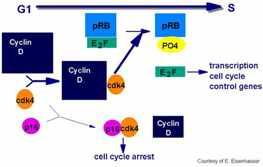 Cheson Figure 8 (Klasa et al). In order for the cell to move from the G1 to the S phase of the cycle, the cell passes the restriction point, the G1 checkpoint. / This process requires phosphorylation of the Rb protein by cdks. The E2F transcription factor dissociates from the Rb protein complex releasing the phosphorylated Rb. E2F facilitates progression by initiating the transcription of the cell cycle control genes. Overexpression of cyclin D has been implicated in the pathogenesis of mantle cell lymphoma by enhancing the transition through G1 to S.