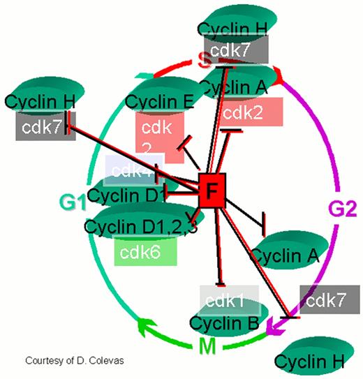 Cheson Figure 9 (Klasa et al). Flavopiridol inhibits a variety of cyclin kinases as well as cyclin D, cdks 1, 2, 4, and 7. / Other effects include depletion of vascular endothelial growth factor-F (VEGF), DNA binding, and inhibition of glycogen phosphorylation. By inhibiting the D cyclins flavopiridol could induce cell cycle arrest, making it a potentially useful therapeutic agent in mantle cell non-Hodgkin's lymphoma and other malignancies.