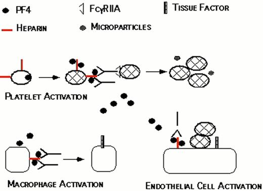 Cines Figure 2 (McCrae et al). Proposed pathogenesis of HIT/T. / Resting platelets bind heparin and store platelet factor 4 (PF4) in dense granules. When platelets are activated, PF4 is secreted. PF4 binds to the platelet surface through heparin, forming antigenic complexes. HIT/T antibodies bind to these complexes through the Fab’ end while occupying the signal transducing FcRgIIA receptors on the same or neighboring platelets. This amplifies the process of platelet activation, releasing additional PF4 and generating procoagulant microparticles. PF4 released into the circulation binds to monocyte/macrophages and endothelial cell-associated heparin and/or other glycosasminoglycans generating binding sites for HIT/T antibody. Binding of HIT/T antibody promotes tissue factor expression by monocyte/macrophages and endothelial cell, further predisposing to thrombosis
