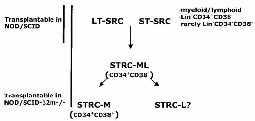 Figure 6. Heterogeneity of transplantable stem cells from Glimm et al15 and Guenechea et al.14Long-term and short-term SCID-repopulating cells (LT-SRC and ST-SRC, respectively) are detected in NOD/SCID mice and generate another class of short-term repopulating cell (STRC) that can only be assayed in the NK cell deficient β2-microglobulin knock-out/NOD-SCID mouse or in anti-NK treated NOD/SCID mice. The STRC can generate either myelo-lymphoid cells (STRC-ML) or are restricted to either lineage, STRC-M or STRC-L.