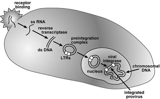 Figure 1. The retroviral life cycle. / Binding of the virus to the cell is mediated by specific interactions with the viral envelope and cellular receptors. The diploid RNA genome is released into the cytoplasm, where a double-stranded complementary DNA is formed through the action of viral reverse transcriptase. A circular double-stranded DNA intermediate is incorporated as part of the preintegration complex, which gains access to the nuclear contents either during mitosis or by direct nuclear transmigration in the case of lentiviruses. The proviral genome is subsequently integrated into the chromosomal DNA, a reaction mediated by the viral integrase protein. After integration, the provirus is stably passed to daughter cells following cell division.