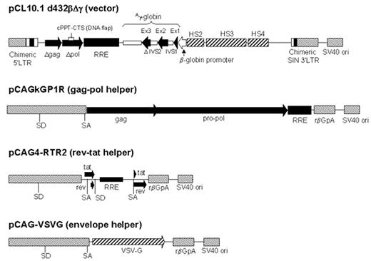 Figure 2. A lentiviral vector system for globin gene transfer. / Several modifications were introduced to improve vector production and/or enhance safety as the vector genome was assembled to derive pCL10.1.22 The 5’ LTR is chimeric in that the U3 region of the HIV-1 LTR is replaced with the CMV enhancer. A deletion in the U3 region of the 3’ LTR renders it self-inactivating; in addition, a portion of the R region and the U5 region have been removed and replaced with the rabbit β-globin gene polyadenylation site to enhance safety and improve the efficiency of vector production. The cPPT and CTS were added to improve vector integration. All coding sequences for accessory proteins have been eliminated from the vector. The γ-globin gene with a 720 bp deletion in the second intron was linked to the β-globin gene promoter (-130 to +54) and placed downstream from HS 2 (374 bp), 3 (898 bp), and 4 (445 bp) from the β-globin locus control region. The cassette is placed in the reverse transcriptional orientation of the vector transcript to prevent loss of the globin gene introns during passage of the vector genome (D. A. Persons, P. W. Hargrove, E. R. Allay, H. Hanawa, A. W. Nienhuis, unpublished data, 2002). The expression plasmid pCAGGS was used to construct the cassettes expressing HIV structural and regulatory proteins and the VSV-G envelope protein.22 This expression plasmid contains a powerful chimeric CMV enhancer/β-actin promoter, the β-globin large intron, which ensures splicing of most transcripts, and the rabbit β-globin polyadenylation sequence, which includes an RNA stability element in the 3’ untranslated region and the SV40 origin of replication to increase plasmid copy number in 293T cells. The accessory proteins, tat and rev, were expressed together on a plasmid separate from that expressing the GAG-POL-precursor polyprotein. The RRE element was included to enhance rev-dependent, nuclear-to-cytoplasmic transfer of RNA molecules encoding gag/pol and to modulate expression of rev and tat by fostering transport of unspliced transcripts. / Abbreviations: LTR, long terminal repeat; CMV, cytomegalovirus; cPPT, central polypurine tract; CTS, central termination sequence; HS, hypersensitive site; HIV, human immunodeficiency virus.