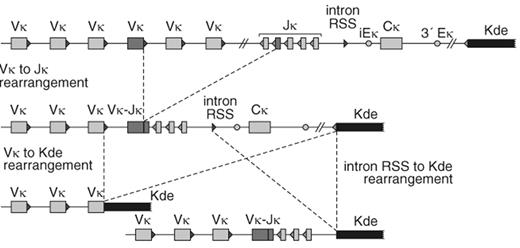Figure 2. Consecutive rearrangements in the IGK locus, resulting in the two main types of Kde rearrangements. / Most IGK gene rearrangements start with a Vκ-Jκ rearrangement. The functionality of this rearrangement can be disrupted by rearrangement of Kde (kappa deleting element), which deletes the Cκ segment region when the intron recombination signal sequence (intron RSS) is used or deletes the Vκ-Jκ-Cκ region when Kde rearranges to a Vκ gene segment. Both types of Kde rearrangements will delete the IGK gene enhancers (iEκ and 3IEκ), which probably precludes further rearrangements in the IGK locus.