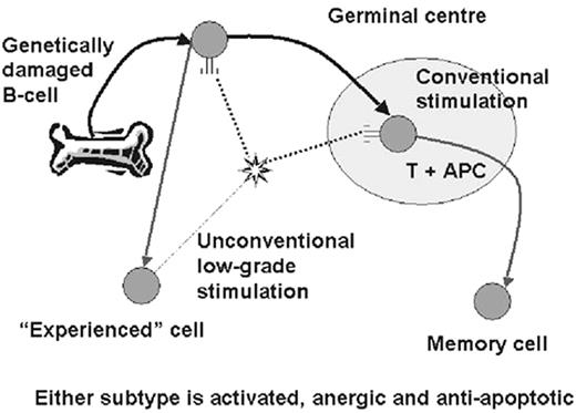Figure 1. Diagrammatic representation of the two subsets of chronic lymphocytic leukemia (CLL). / Conventionally, B cells meet antigen in the germinal center in the context of T cells and antigen presenting cells. This stimulates somatic mutation of the immunoglobulin V genes, and a memory B cell emerges from the germinal center. The unmutated subset might be explained by envisioning unconventional stimulation of the B cell receptor outside the germinal center, either by T-independent antigens or superantigen. This does not induce somatic mutation, but does stimulate an “experienced” immunophenotype.