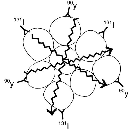 Figure 4. Radioimmunoconjugates directed against a non-Hodgkin’s lymphoma cell demonstrating the cross-fire effect.