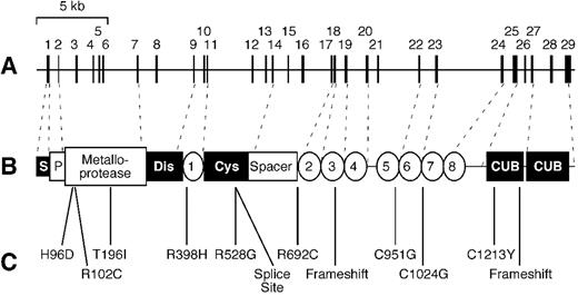 Figure 1. Structure of ADAMTS13 and mutations in congenital thrombotic thrombocytopenic purpura. / The ADAMTS13 gene (A) contains 29 exons in ∼ 37 kb on chromosome 9q34. Dashed lines show the relationship of exons to the ADAMTS13 protein (B). Structural domains include signal peptide (S), propeptide (P), metalloprotease, disintegrin domain (Dis), thrombospondin 1 repeats (numbered 1-8), cysteine-rich domain (Cys), spacer domain, and CUB domains. Mutations in patients with inherited TTP are shown (C). / Reproduced with permission from Zheng X, Majerus EM, Sadler JE. ADAMTS13 and TTP. Curr Opin Hematol. 2002;9:389-394.
