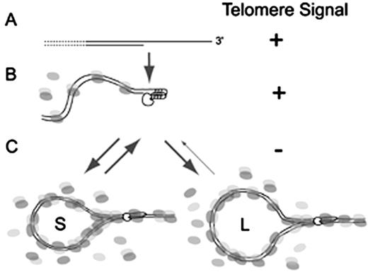Figure 1. Dynamic model of DNA damage signals generated by short telomeres. / Following replication and processing, a chromosome end with a G-rich single-strand overhang is created (A). This structure is processed and bound by various telomere binding proteins, including hPOT16 (indicated by the small clear circle), which binds to the 3′ single-strand overhang, and TRF1 and TRF2 (indicated by light and dark gray circles), which are capable of folding telomeric DNA.32 If the length of telomere repeats is sufficiently long (L), double-stranded telomere repeats can easily fold back onto the single-strand overhang, resulting in a relatively stable structure.7 The stability of the poorly understood fold-back structure could be compromised when telomeres are short (S), resulting in a shift of the equilibrium between capped and uncapped telomeres4 that is independent of DNA replication.