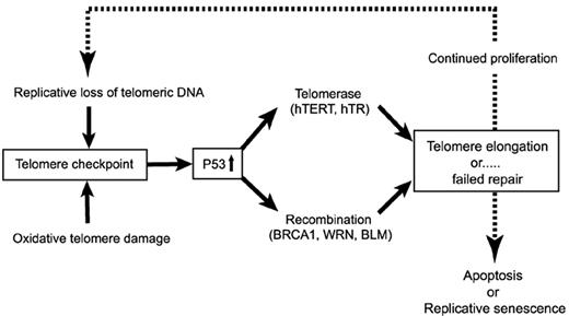 Figure 2. The telomere checkpoint. / Loss of telomere repeats following replication and oxidative damage results in activation of a DNA damage signal that triggers DNA repair reactions involving telomerase and/or molecules involved in recombination such as BRCA1, WRN, and BLM. Following effective repair, cells can go through another round of cell division. However, eventually too many short telomeres accumulate for the limited telomere repair capacity. The resulting high levels of p53 will trigger apoptosis or replicative senescence. Because telomerase levels are limiting in hematopoietic stem cells, such a threshold will be reached earlier in cells that express subnormal levels of telomerase, as in dyskeratosis congenita.