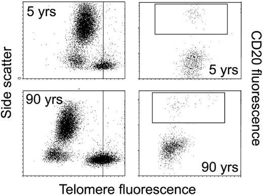 Lansdorp Figure 4 (in Verfaillie et al). Telomere length analysis in subpopulation of human nucleated blood cells using flow fluorescence in situ hybridization (FISH; Baerlocher and Lansdorp, unpublished). / For this type of analysis, nucleated blood cells following red cell lysis are hybridized with fluorescently labeled telomere probe together with fixed cow thymocytes (with long telomeres: vertical bars, left panels) as internal controls. Following wash steps to remove unlabeled probe and incubation with labeled antibodies (e.g., phycoerythrin-labeled anti-CD20, right panels) the cells are analyzed by flow cytometry. Note the decline in telomere fluorescence (on a linear scale) with age in both granulocytes (with high side scatter, left panels) and lymphocytes (low side scatter, increased heterogeneity with age, left panels) and the presence of some CD20+ B cells with very long telomeres in the 90-year-old normal donor.